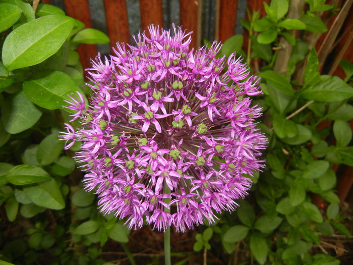 Allium Purple Sensation (2015, May 11) - Allium aflatunense Purple