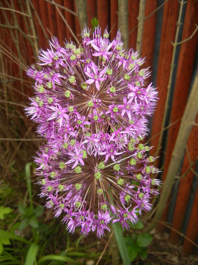 Allium Purple Sensation (2015, May 11) - Allium aflatunense Purple