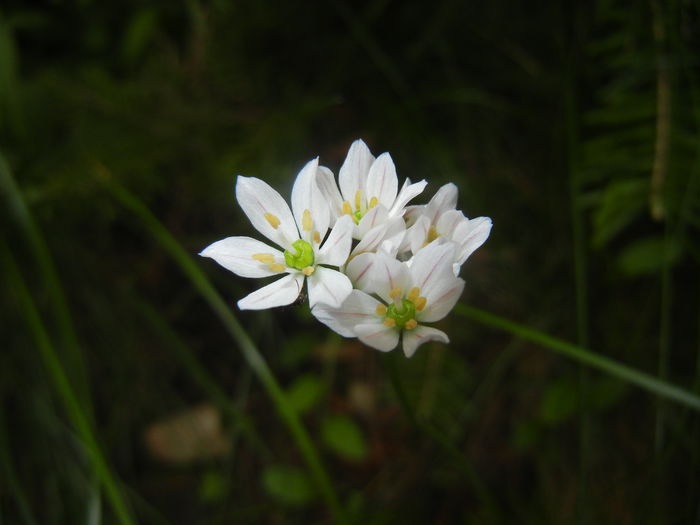 Triteleia hyacinthina (2015, May 11)