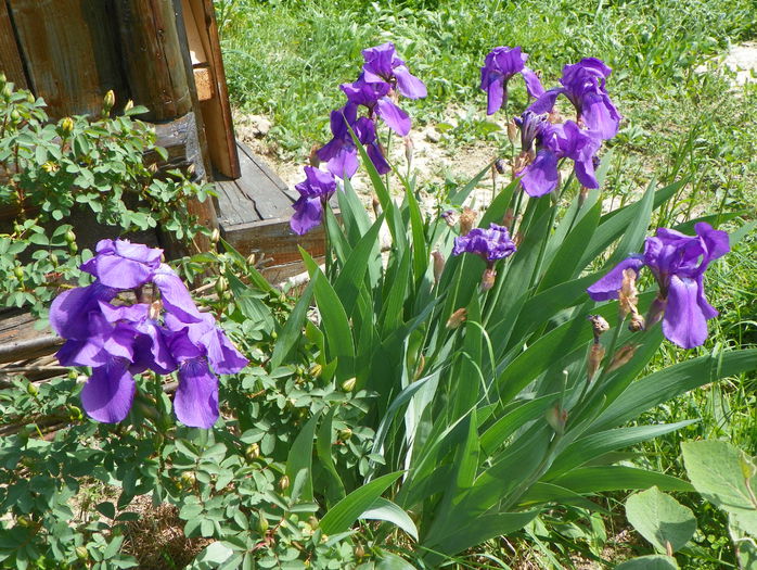 iris germanica - z-Dobarland 2015