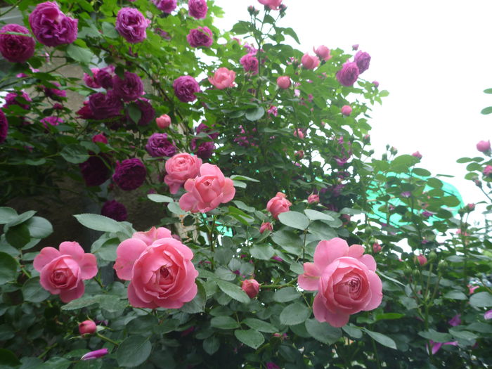 P1300340 - Colectie trandafiri