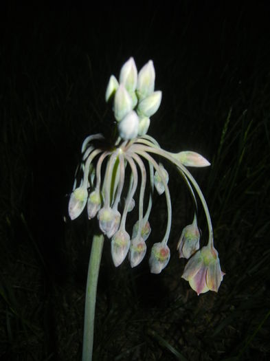Allium siculum (2015, May 13)