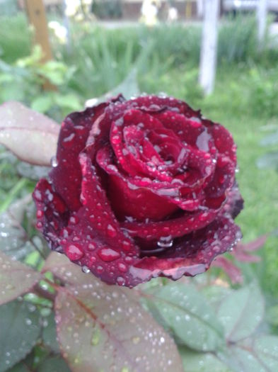 Fotografie-0121 - trandafiri