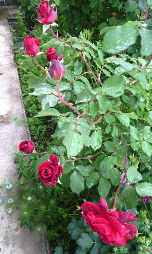 IMG_20150527_181453[1] - Trandafiri in gradina mea
