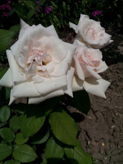 IMG_20150523_114703 - trandafiri