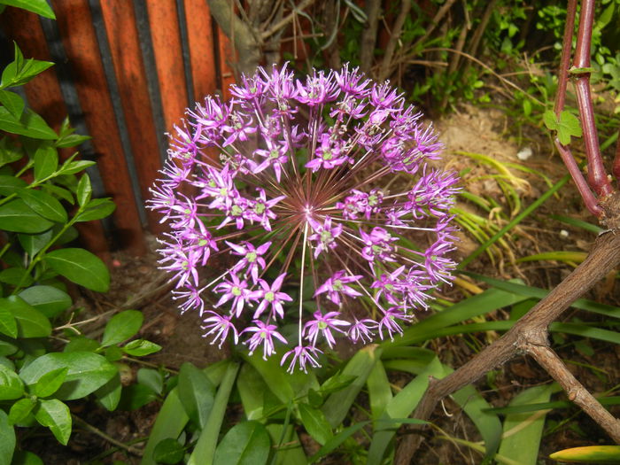 Allium Purple Sensation (2015, May 16) - Allium aflatunense Purple