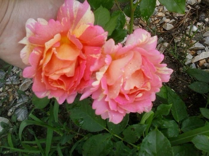 rose de cisterciens - A Trandafiri 2015