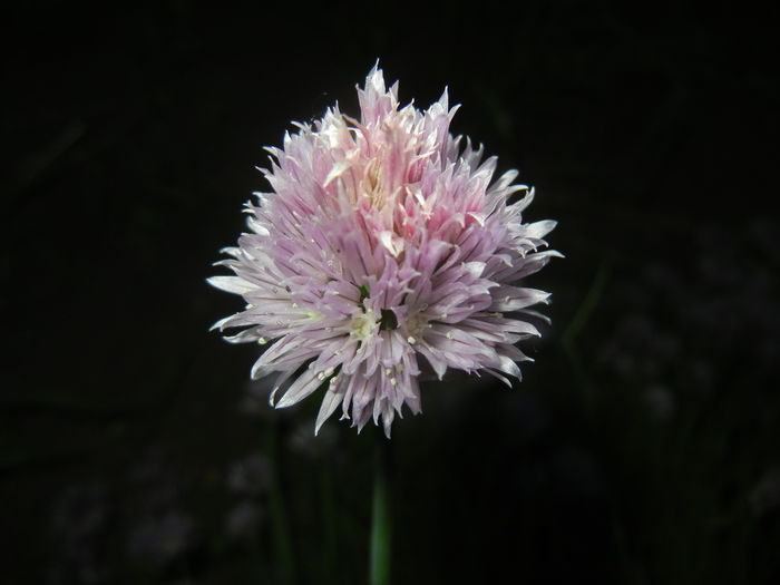 Allium schoenoprasum (2015, May 16)