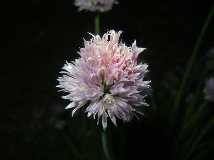 Allium schoenoprasum (2015, May 16)