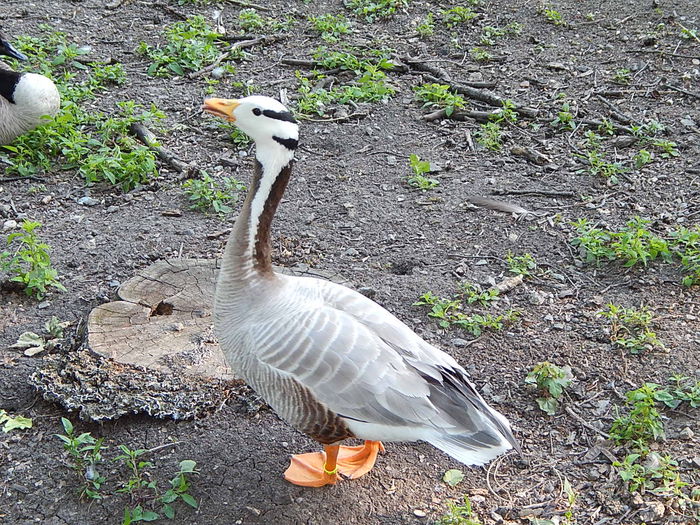 DSCN1084 - Zoo Timisoara 30-05-2015