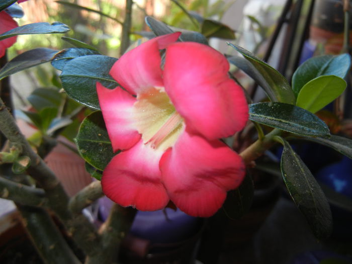 Adenium obesum Anouk (2015, May 05)