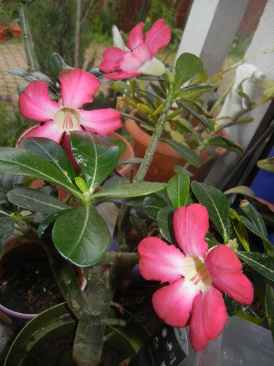 Adenium obesum Anouk (2015, May 09)