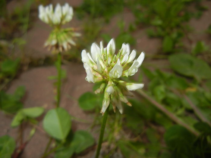 Trifolium repens (2015, May 12) - Trifolium repens_White Clover