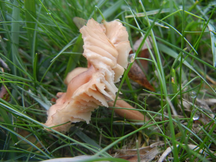 Wild Mushroom (2014, November 09)