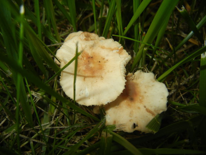 Wild Mushroom (2015, May 11) - 11_WILD MUSHROOMS