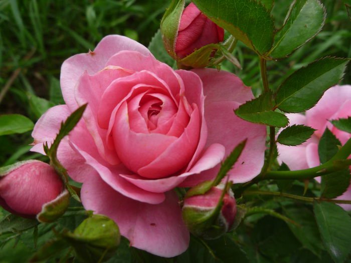 Nec roz - Colectie trandafiri