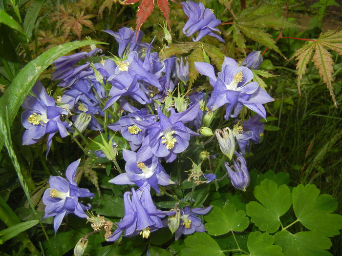 Aquilegia Blue (2015, May 11) - Aquilegia Blue