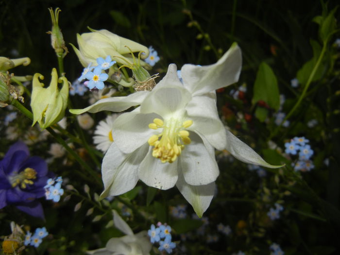 Aquilegia White (2015, May 11)