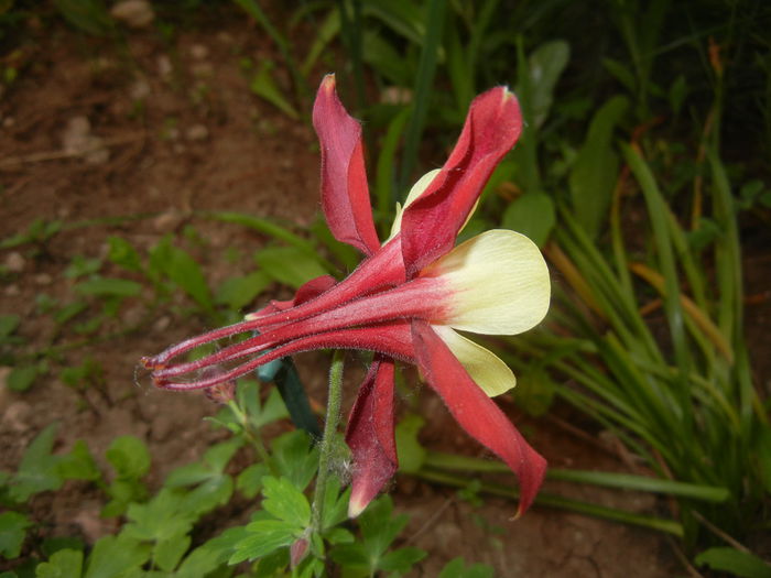 Aquilegia Red & Yellow (2015, May 12)