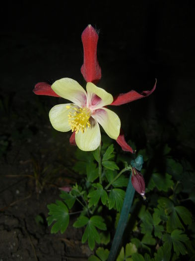 Aquilegia Red & Yellow (2015, May 13)