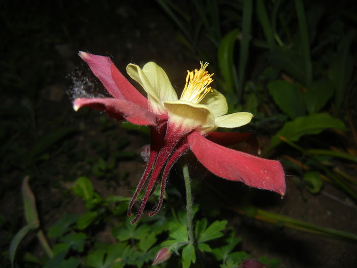 Aquilegia Red & Yellow (2015, May 15)