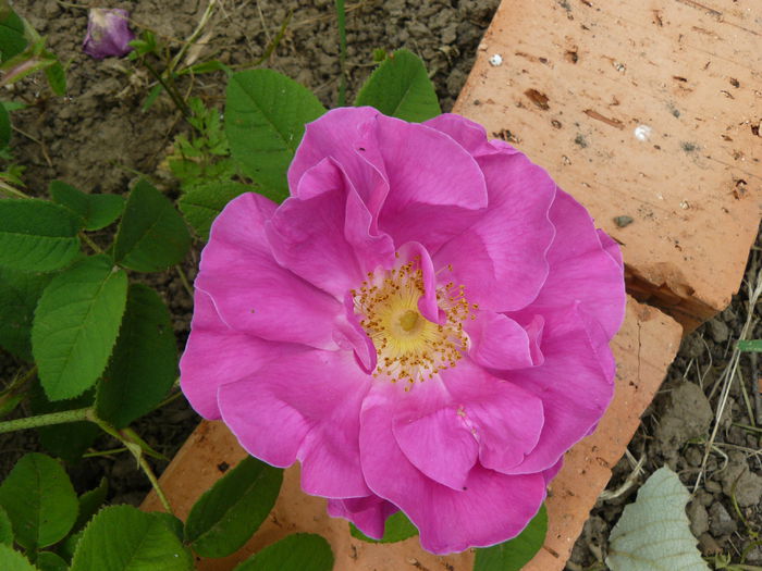 Rosa Galica Oficinalis-Galica-USDA3