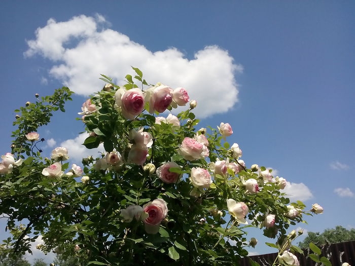 EDEN ROSE - 2015 Trandafiri I