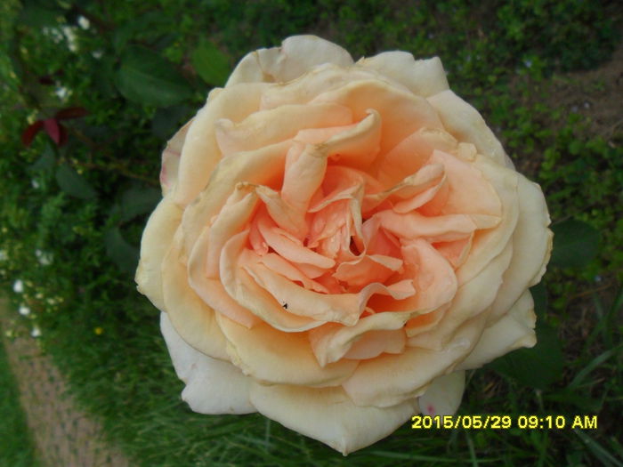 SAM_9728 - Trandafirii din Gradina Botanica Bucuresti