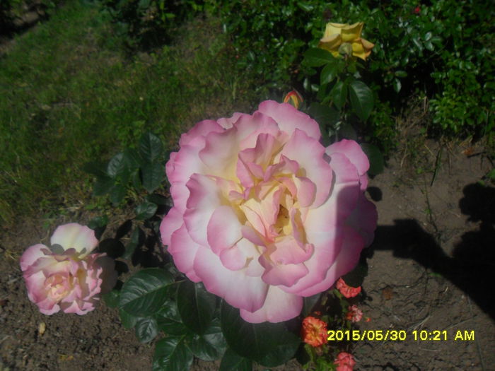 SAM_9817 - Trandafirii din Gradina Botanica Bucuresti