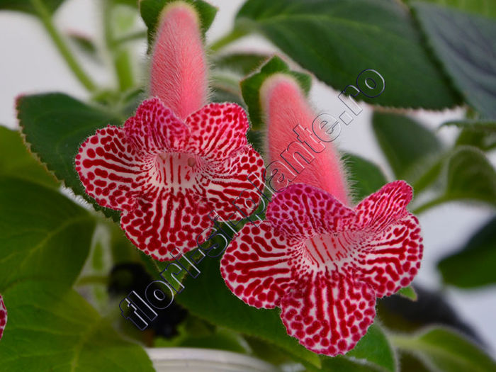 NEW 2015 - Luci s Rays - KOHLERIA IV - Hibrizii mei - My hybrids