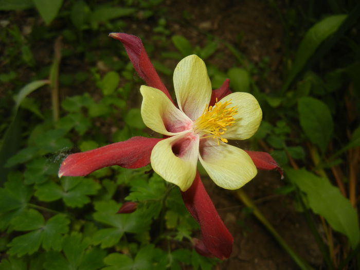 Aquilegia Red & Yellow (2015, May 16) - Aquilegia McKana Red Yellow