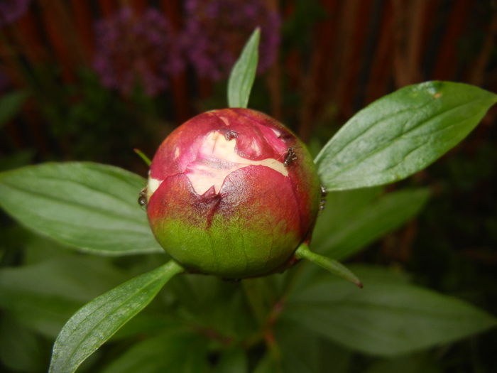 White Peony (2015, May 12)