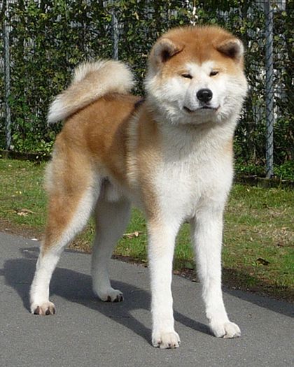 Akita-Inu-Photos - Akita inu