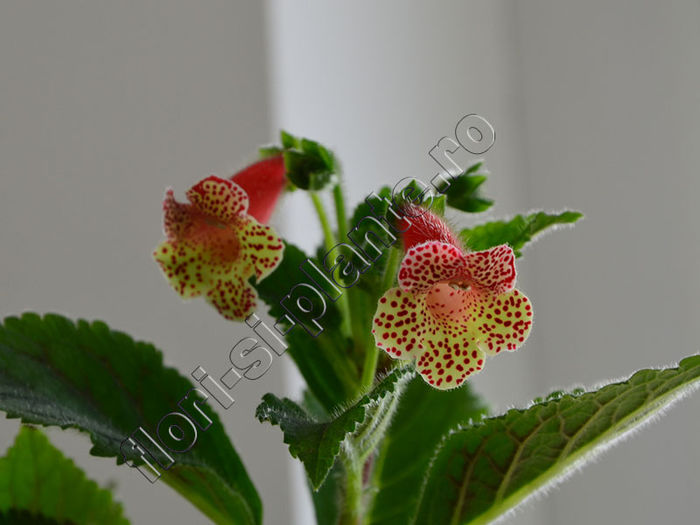 NEW 2015 + Kohleria Luci s Shine