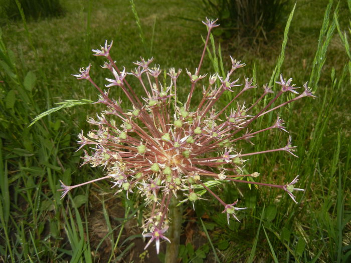 Allium schubertii (2015, May 20)