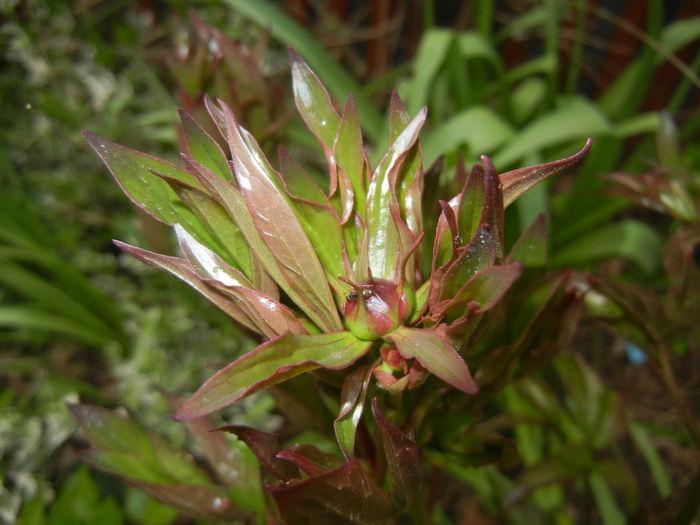 White Peony (2015, April 21)