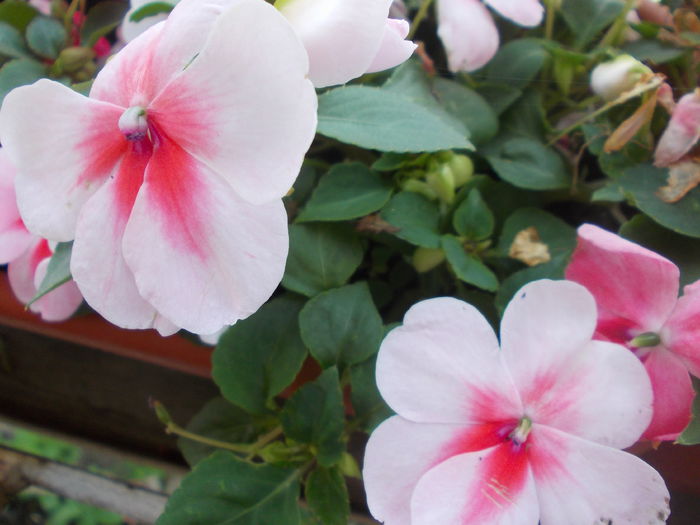 DSCN5766 - Impatiens 2015