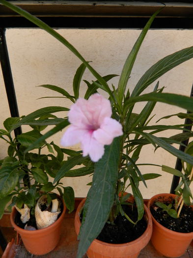 Ruellia - Iunie luna a 6a