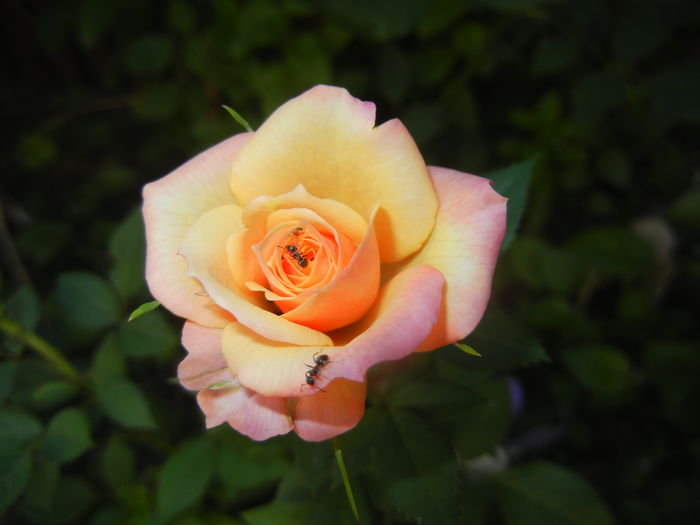 Orange Miniature Rose (2015, May 30)