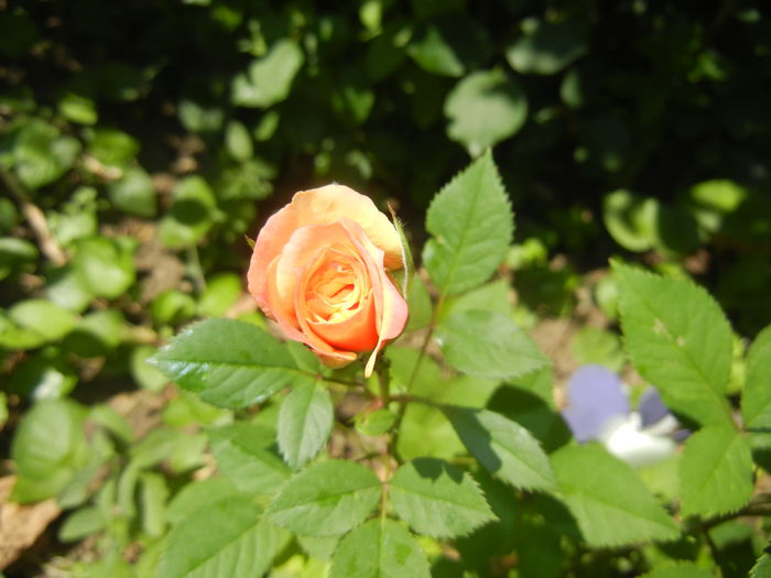 Orange Miniature Rose (2015, May 31)
