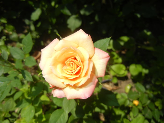 Orange Miniature Rose (2015, May 31)
