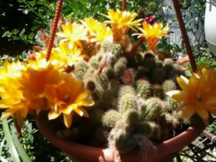 Fotografie5257 - Cactusi și suculente