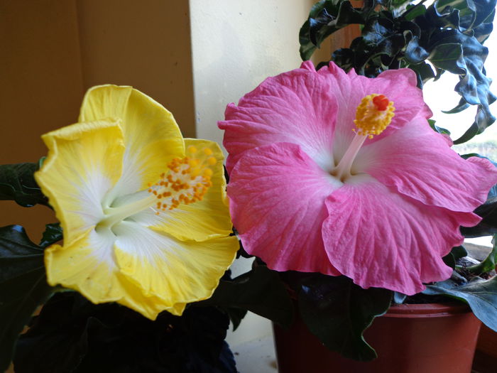 DSC07976 - HIBISCUS  2015