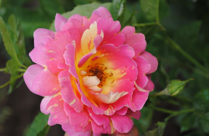 rose des cisterciens - 2015 trandafiri -II