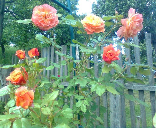  - Westerland-ROSE