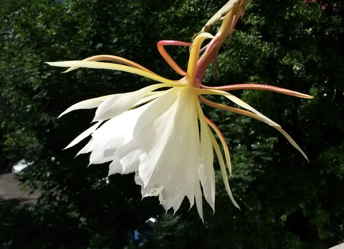 Epiphyllum - Cactusi si suculente