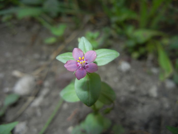 Anagallis arv. var. lilacina (2015, May31)