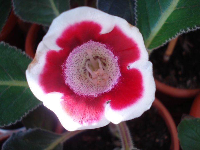 DSC01681 - GLOXINIA 2015