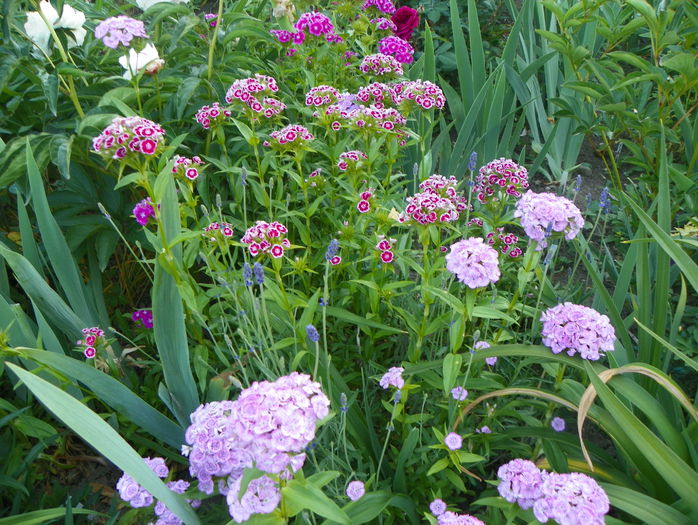 dianthus barbatus