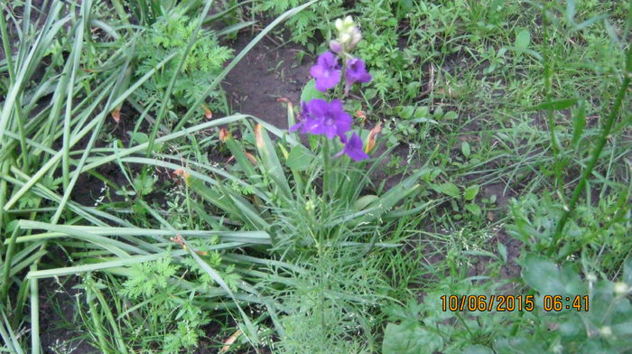 Delphinium - Ciresar